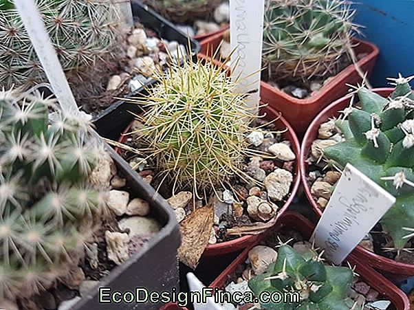 Mammillaria Cactus (Mammilaria Lub Mammillaria)