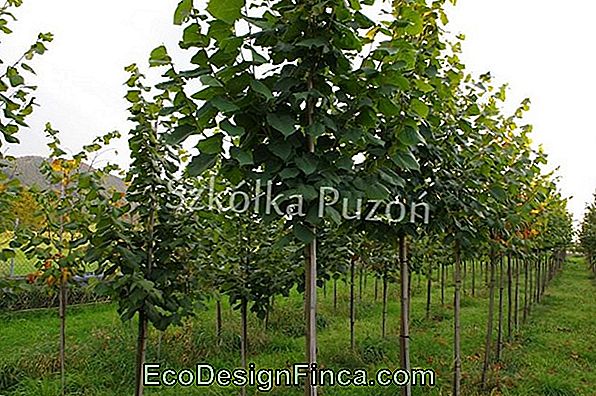 Biała Wiśnia (Prunus Serrulata)