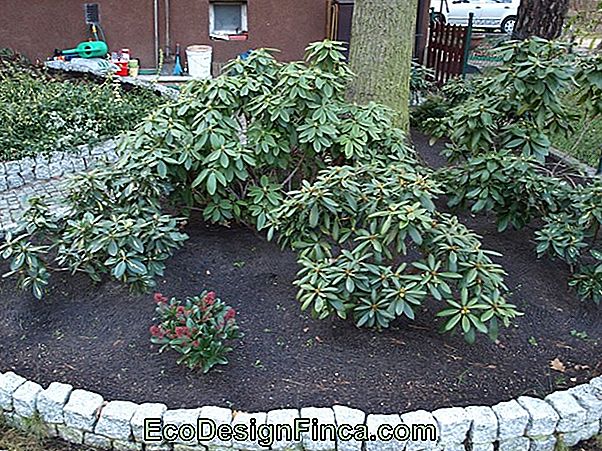 Jak Sadzić Śnieg W Górach (Euphorbia Leucocephala)