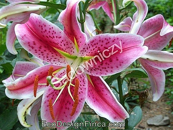 Azjatycka Lilia Stargazer (Lilium Pumilum)