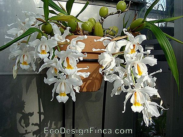 Orchidea Lélia Branca (Laelia Lobata)