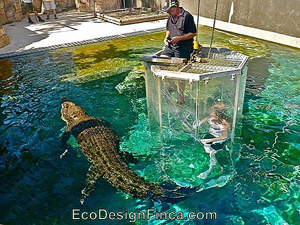 Aquarium For Turtle: 20 De Fotografii Pentru A Vă Inspira!