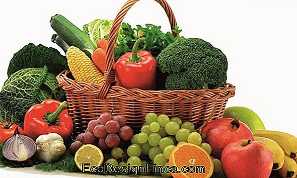 Bonsai Fructe: Cum Să Aibă Grijă Și Sfaturi De Specii Pentru A Cultiva!