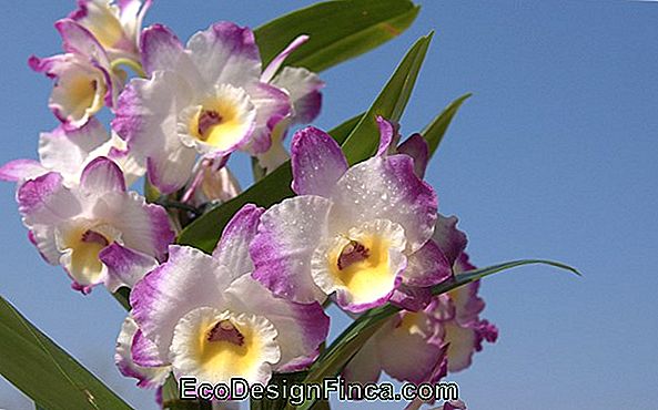 Hybrid Orhidee
