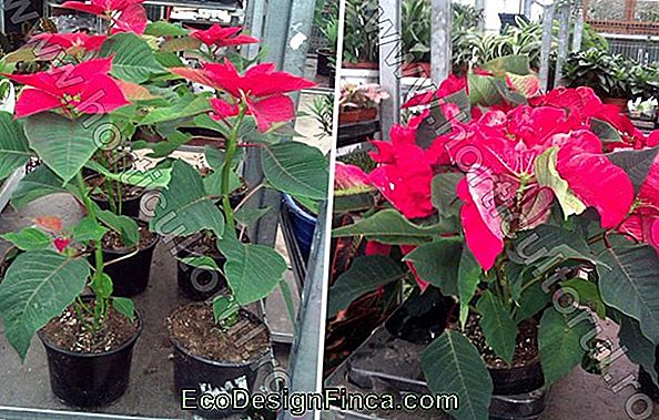 Poinsettia, Floarea Care Simbolizează Crăciunul