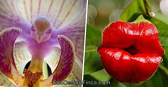 Diferite Specii De Orhidee De Ploaie De Aur