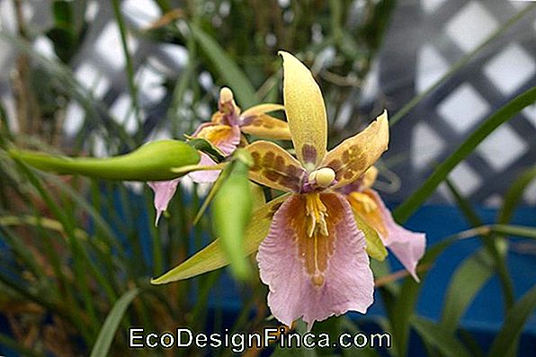 Orchid Baby Doll (Dendrobium Nobile)