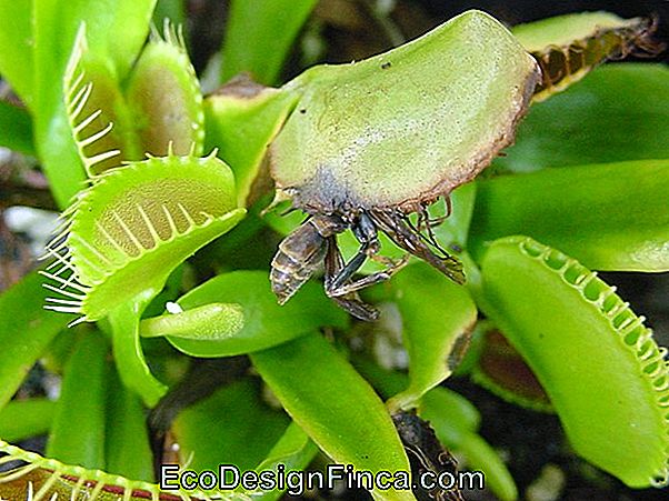 Avlanan Bitki Uçar: Dionaea Muscipula