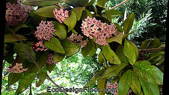 Balmumu Çiçeği (Hoya Carnosa)