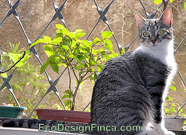 The Brazilian Short Hair Cat (Brazilian Shorthair)