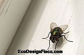 Il cattivo è questa piccola mosca, Cochliomyia hominivorax. Foto di