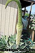Agave Dragon (Agave Attenuata) blomstrende