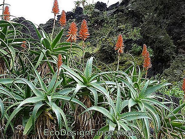 Aloe-Candelabru (Aloe Arborescens)