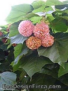 Astrapeia (Dombeya wallichii): muda