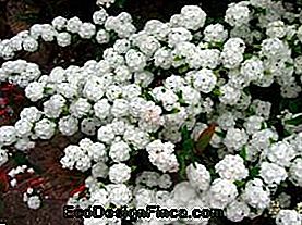 Nuotakos puokštė arba Spiraea (Spiraea cantoniensis)