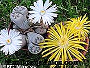 lithops_flores