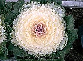 Chou décoratif (Brassica oleracea L. var. Acephala): brassica