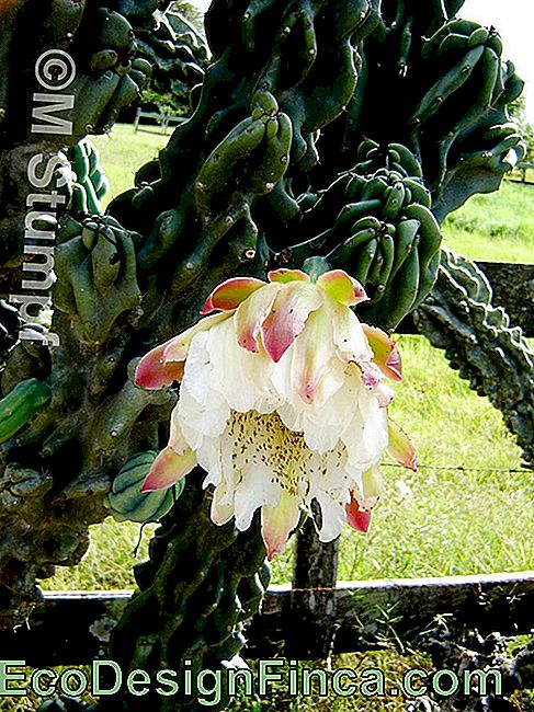 Kaktusinė Žvakė (Cereus Peruvianus)