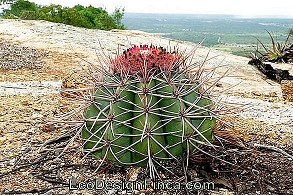 Kaktushode Friar (Melocactus Zehntneri)