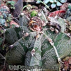 Pierre de cactus (Astrophytum ornatum): ornatum