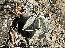 Pierre de cactus (Astrophytum ornatum)