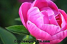 Camélia (Camellia japonica)