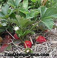 Mulch mulch mulch jordbær deksel