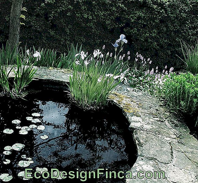 Design Und Maße Für Einen Teich Passend Für Ihren Garten
