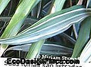 dracaena-deremensis-leaf-PEQ