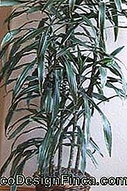 Dracaena deremensis-