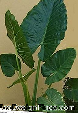 Oreille d'éléphant (Alocasia macrorrhizos) - alocasia oreille d'éléphant