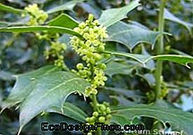 Espinheira Santa (Maytenus Ilicifolia)