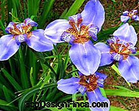 Faux Iris (Neomarica caerulea)