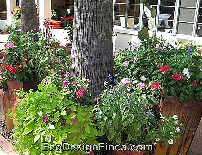 Blomstarrangementer - Blomstarrangementer Med Planter For Gartnere