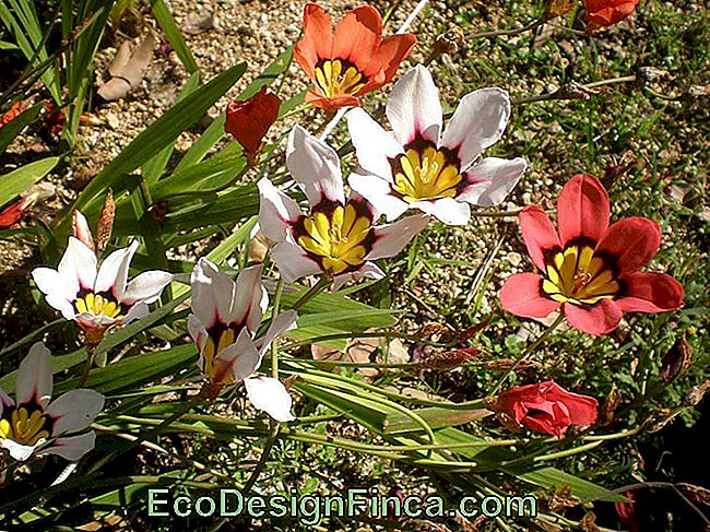 Flower Harlequin (Sparxis Tricolor)