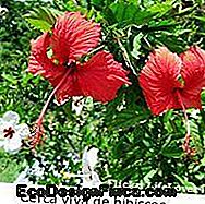 Sommerhage - hibiskus - hekk