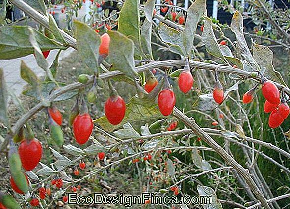 Goji Berry (Lycium Barbarum)