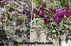 calceolaria archnoidea