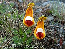 calceolaria darwinii slip-on shoes