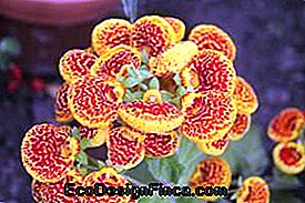 Venus Boots (Calceolaria)