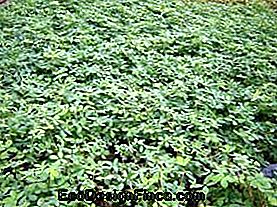 Arachis repens