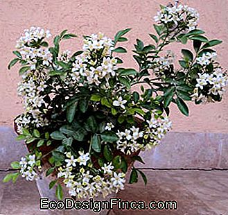 murraya paniculata