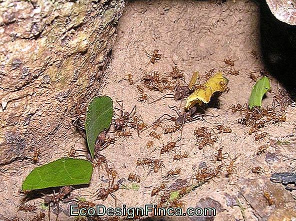 Mieren snijden