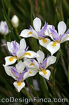 Moréia (Dietes bicolor) dietes