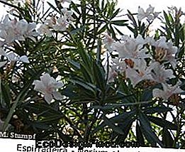 Spray (Nerium Oleander)