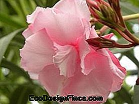 Spray (Nerium Oleander)