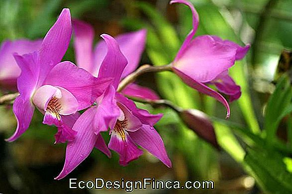 Orkide'Nizde Kullanılan Yüzeylere Dikkat Edin