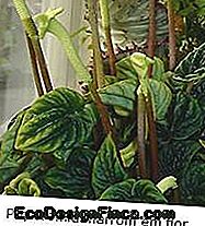 peperomija-ruda-gėlė