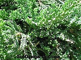 Pinheiro Rasteiro vai Tuia-Jacaré (Juniperus horizontalis)