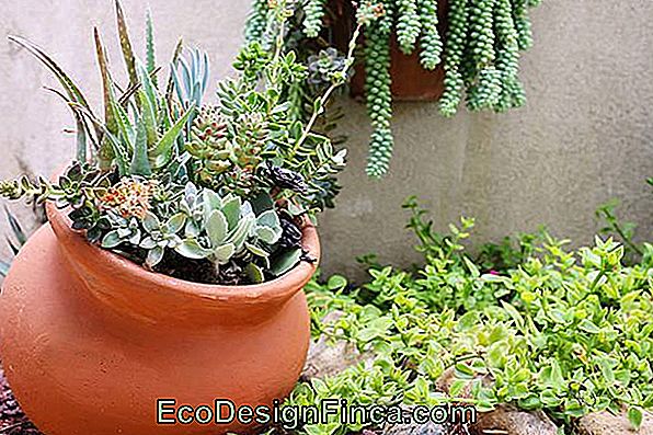 Succulent Plants In Vase Or Garden Arrangement